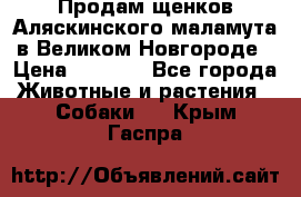 Продам щенков Аляскинского маламута в Великом Новгороде › Цена ­ 5 000 - Все города Животные и растения » Собаки   . Крым,Гаспра